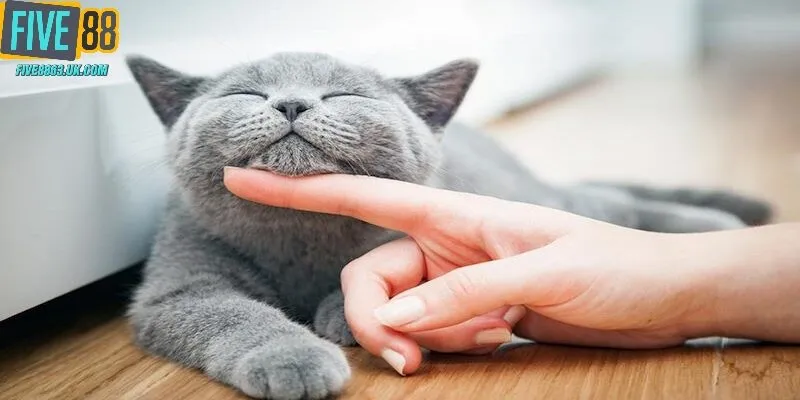 Tìm hiểu phương diện tâm linh của việc nằm mơ thấy mèo 
